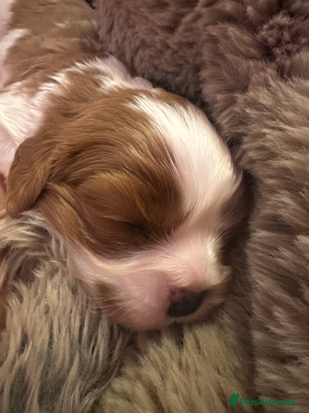 Cavalier King Charles Spaniel dogs for sale: King Charles Cavalier Boy Puppy Champ Stud - Advert 11