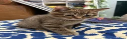 Mixed Breed cats for sale: Male British Shorthair/Bengal Kitten  in Blackburn - Advert 5
