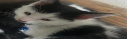 Mixed Breed cats for sale: 2 x kittens available for their new homes  in Northampton - Advert 4