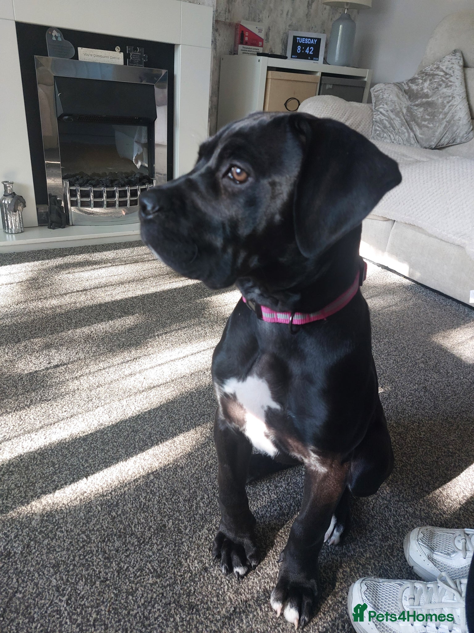 Mixed Breed dogs Cane corso x presa canario  - Advert 6
