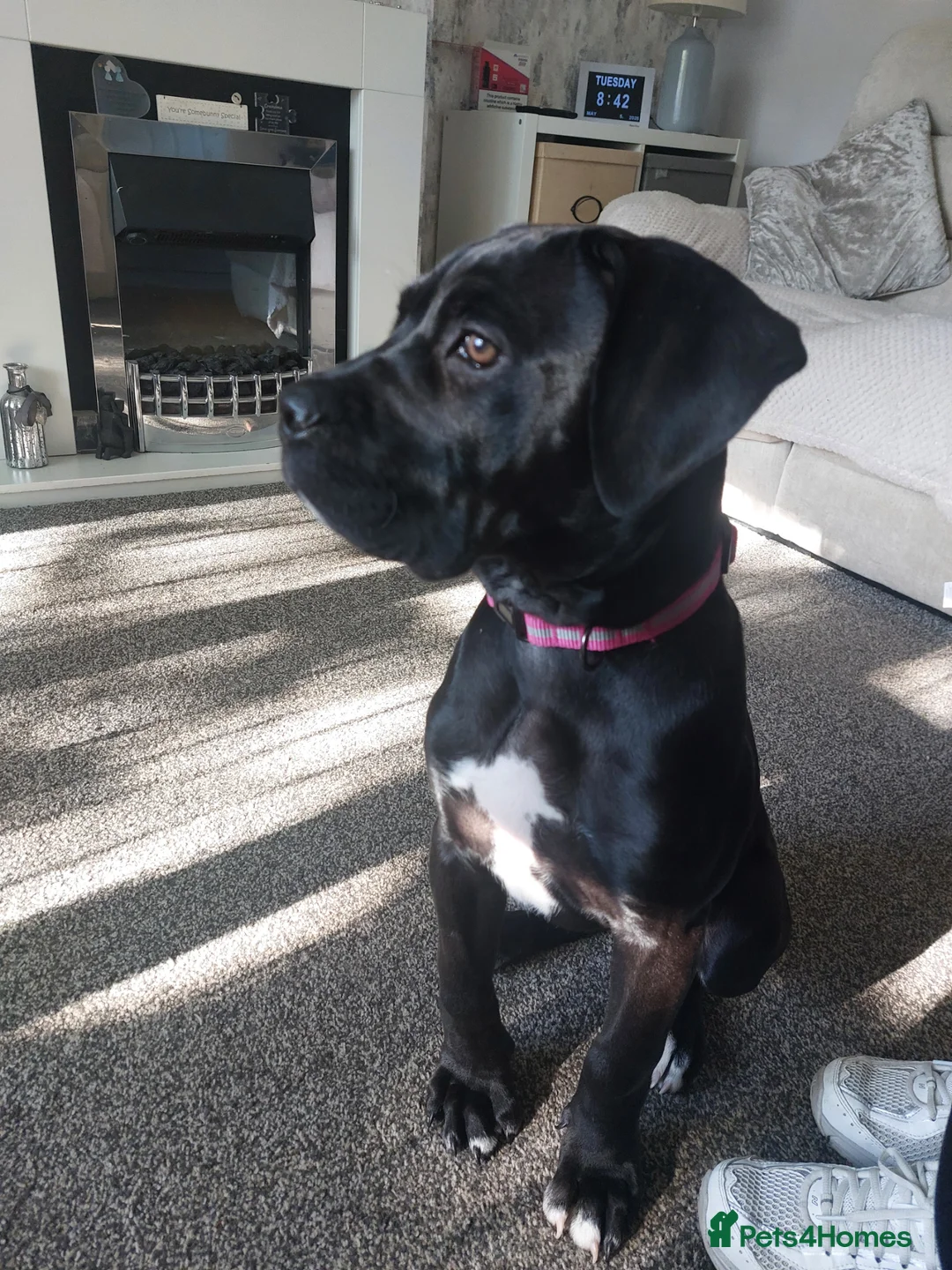 Mixed Breed dogs for sale: Cane corso x presa canario  - Advert 1