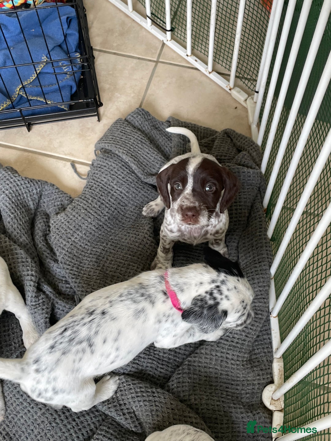 Mixed Breed dogs for sale:  Dalmaspoodles! Dalmation X springer/poodle pups - Image 11