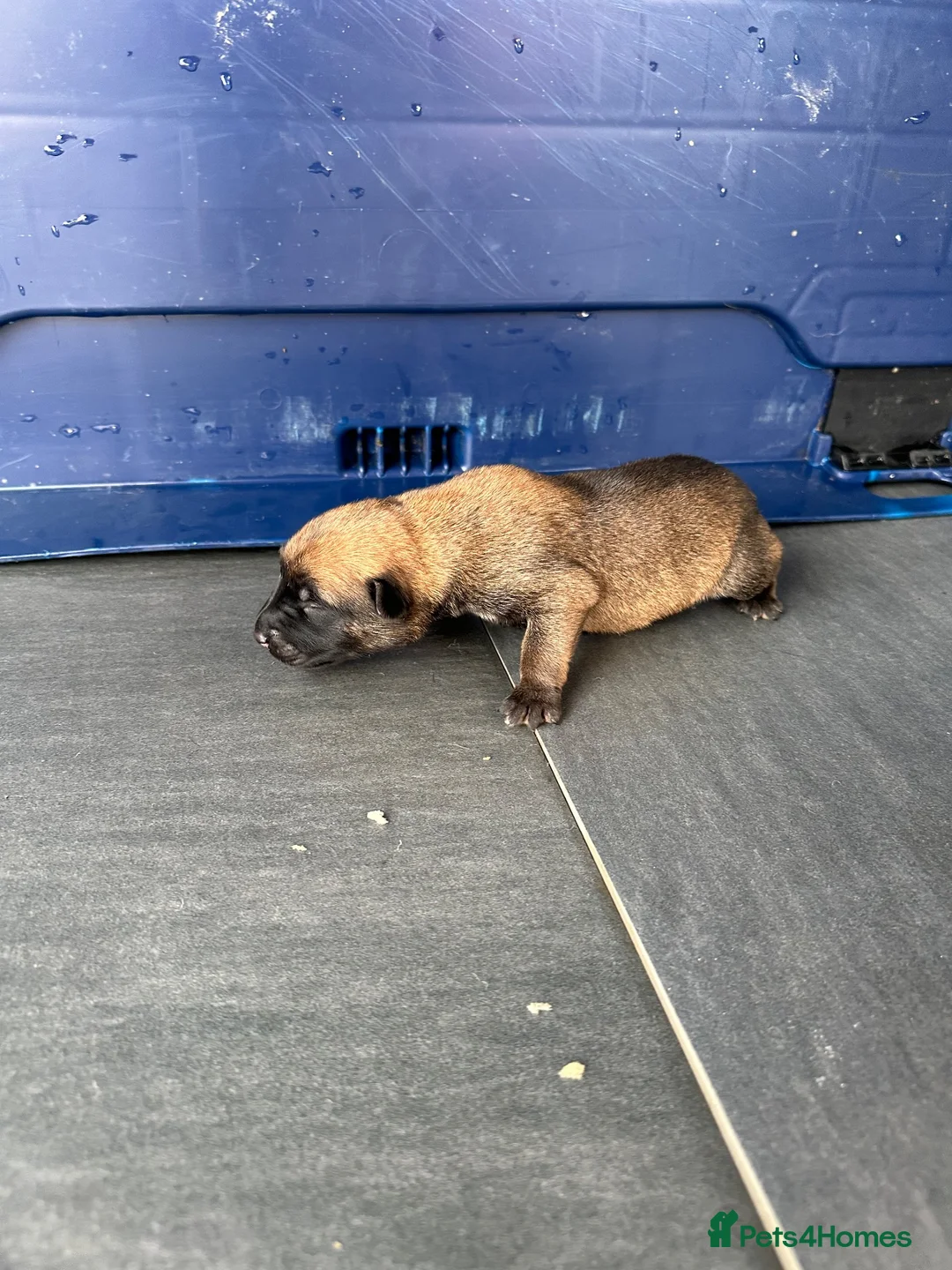 Belgian Shepherd Dog dogs for sale: Purebred Belgian Malinois Pups in Swansea - Advert 10