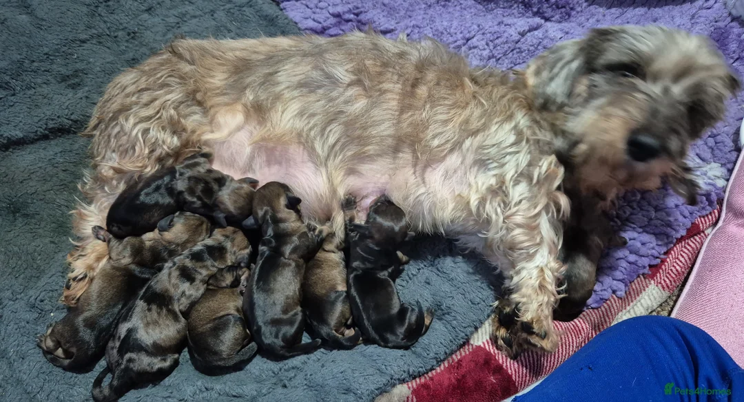 Miniature Dachshund dogs for sale: Miniature wire dachshunds  - Advert 1