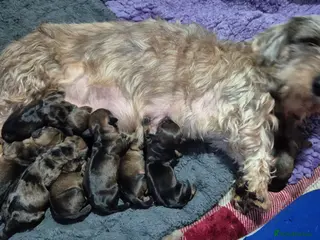 Miniature Dachshund dogs Miniature wire dachshunds - Advert 1