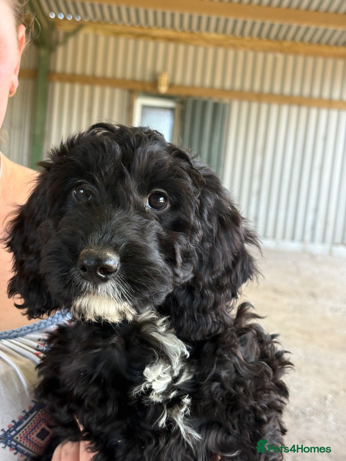 Cockapoo dogs READY TO LEAVE! 1 male cockapoo!  - Advert 2