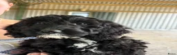Cockapoo dogs for sale: READY TO LEAVE! 1 male cockapoo!  in Daventry - Advert 1