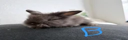 Lionhead rabbits for sale: BEAUTIFUL LIONHEAD BABY FOR SALE - Advert 6