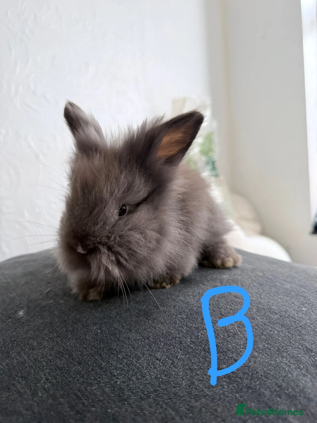 Lionhead rabbits for sale: BEAUTIFUL LIONHEAD BABY FOR SALE - Advert 6