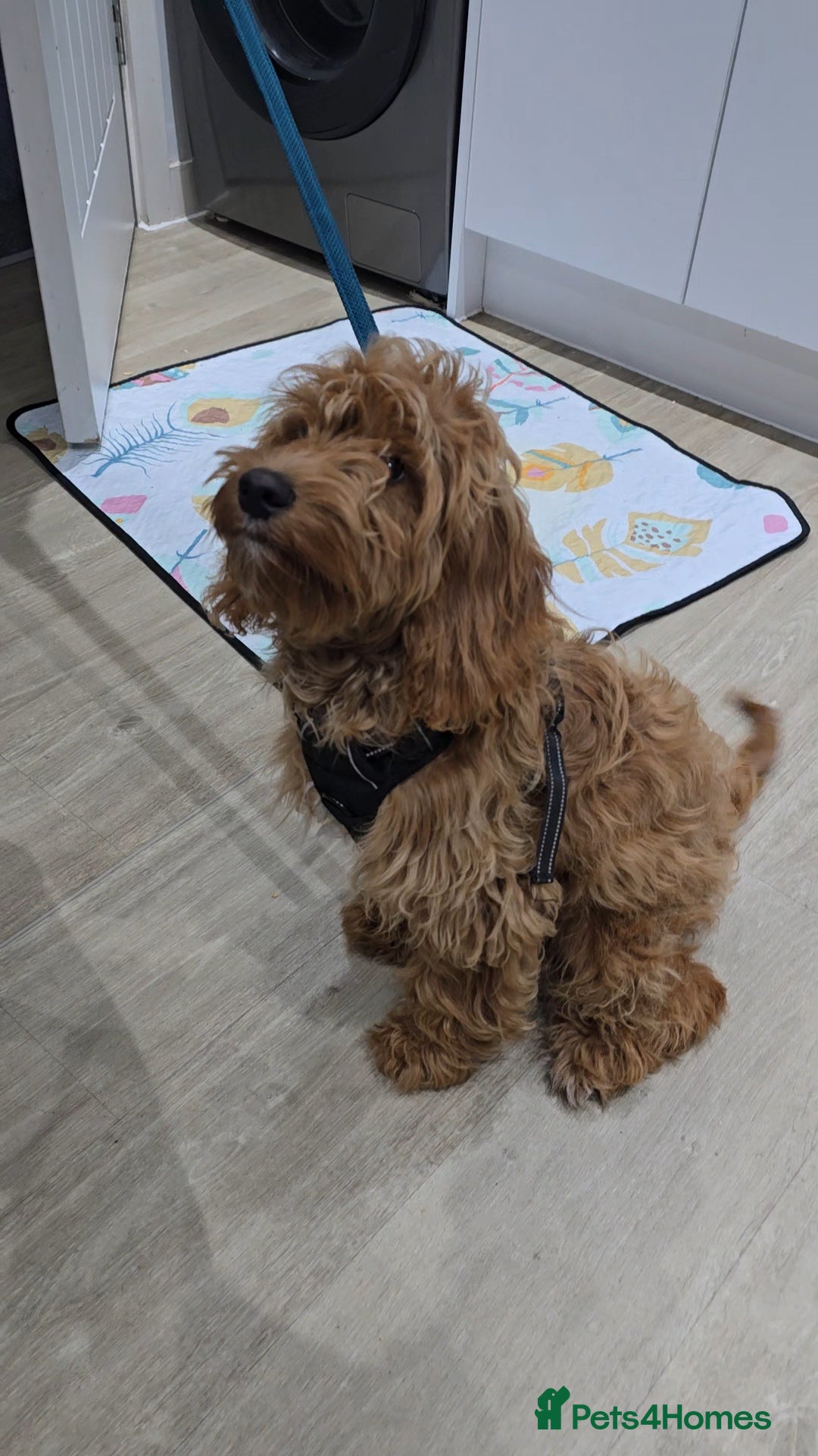 Cockapoo dogs for sale: Loveable Biscuit - Advert 2