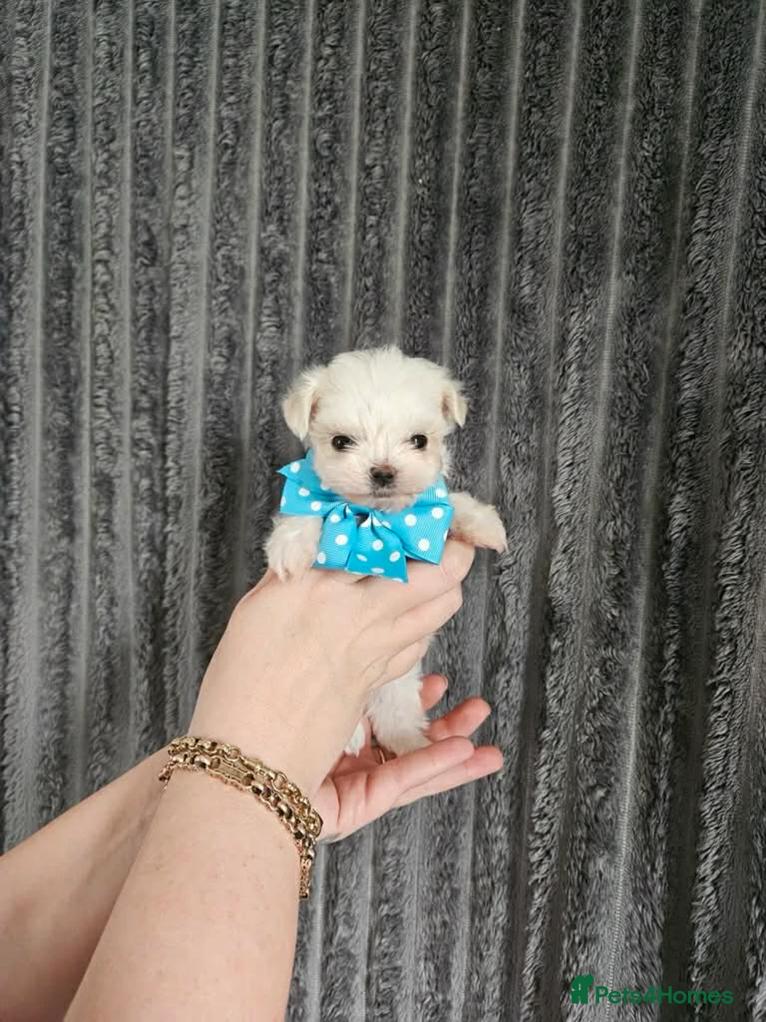 Maltese dogs for sale: stunning Korean Maltese puppies - Advert 2