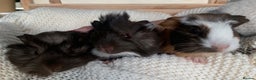 Guinea Pig rodents for sale:  VERY tame, healthy, GORGEOUS baby boy Guinea pigs - Advert 27