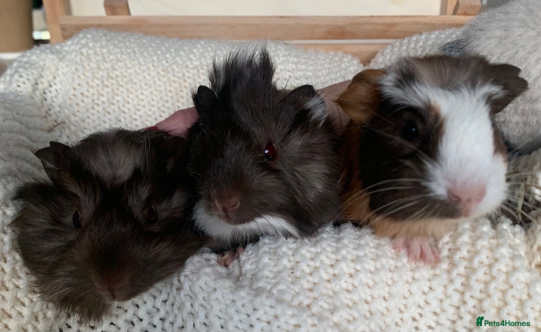 Guinea Pig rodents for sale:  VERY tame, healthy, GORGEOUS baby boy Guinea pigs - Advert 27