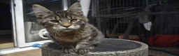Maine Coon cats for sale: Gorgeous Champion Bloodline Maine Coon Kittens - Advert 14