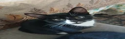 Mixed Breed cats for sale: Adorable Kittens Looking for Their Forever Homes  - Advert 4