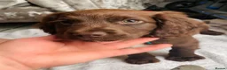 Sprocker dogs for sale: Sprocker puppies  - Advert 5