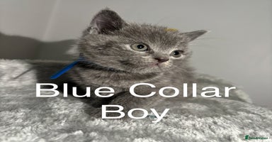 British Shorthair cats - Advert 9