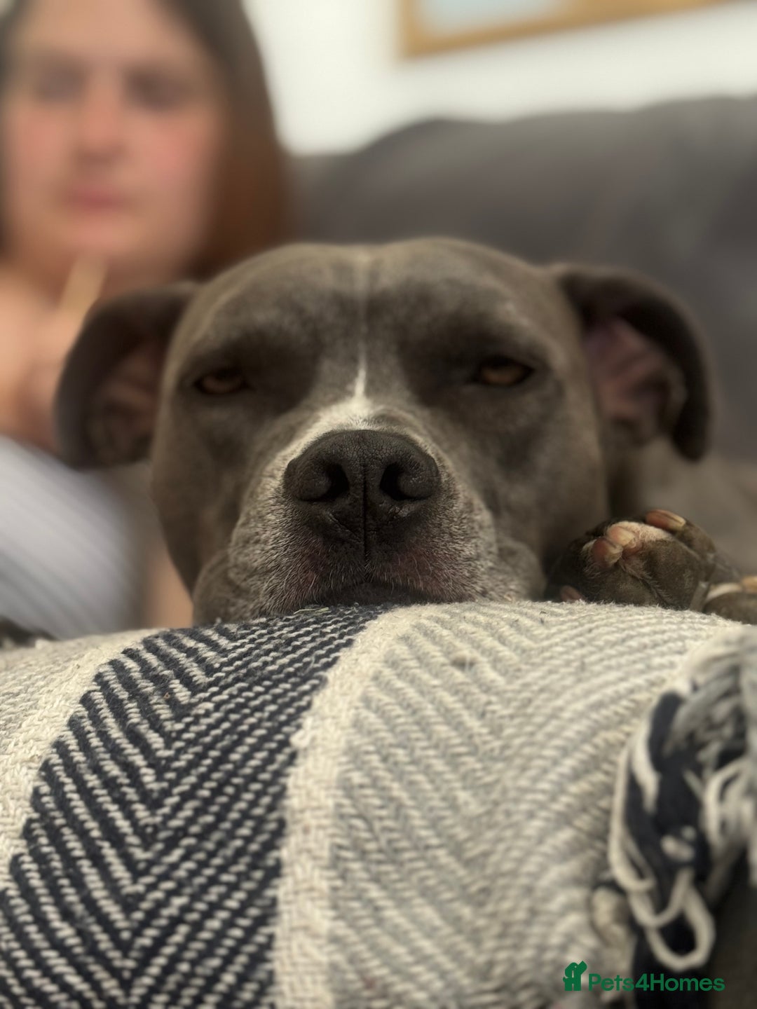 Staffordshire Bull Terrier dogs for sale: Rehoming, please read below. - Advert 24