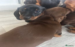 Dachshund dogs for sale: Dachshund Puppies - Image 5