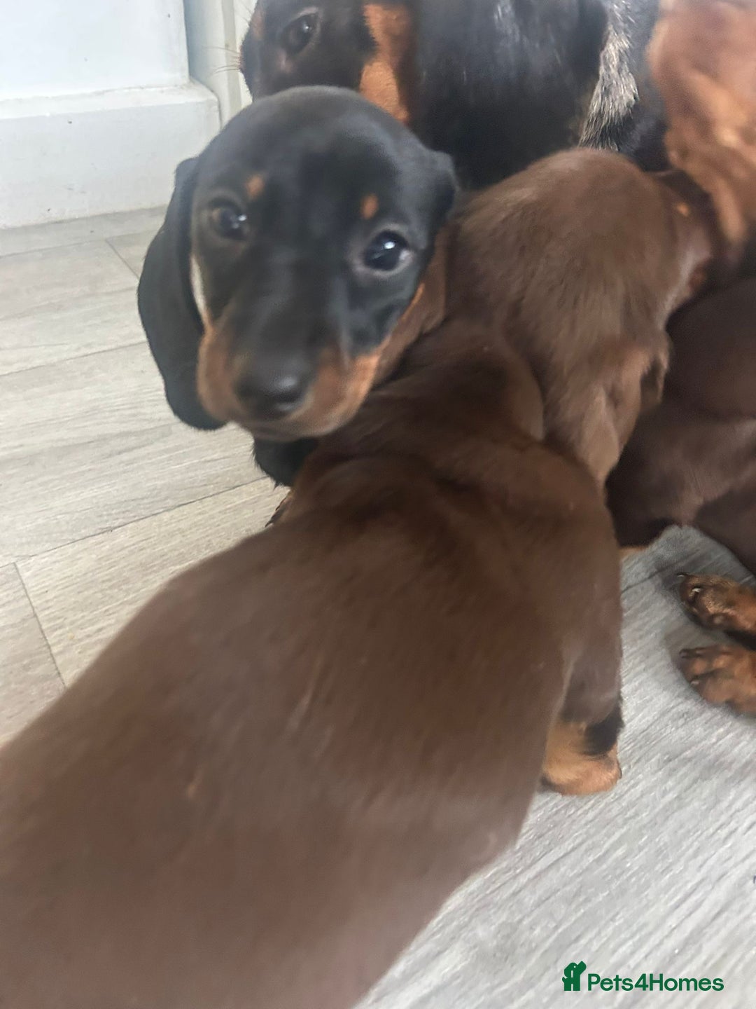 Dachshund dogs for sale: Dachshund Puppies - Image 5