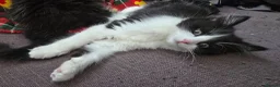 Turkish Angora cats for sale: 5 wonderful fur babies (4girls,1boy) in London - Advert 5