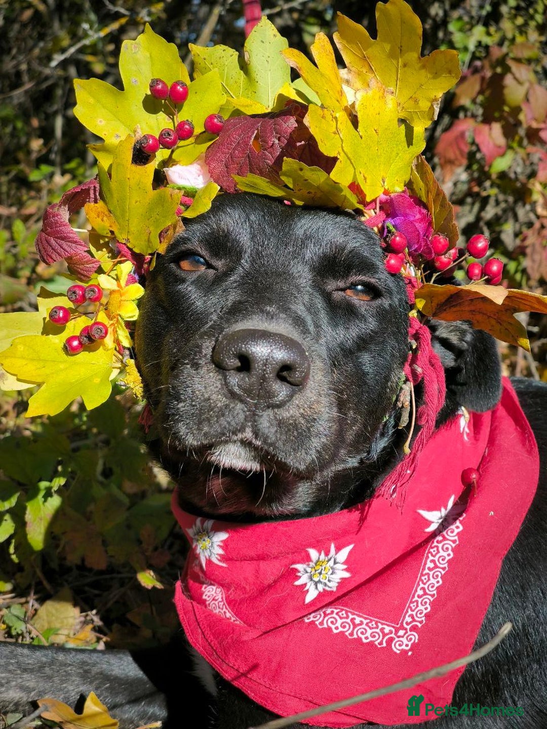 Mixed Breed dogs for adoption: 💖🐶 BLACKY 🐶💖 - Advert 15