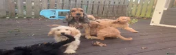 Cockapoo dogs for sale: Gorgeous F1 cockapoo puppies  - Advert 9