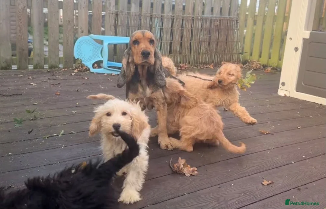 Cockapoo dogs for sale: Gorgeous F1 cockapoo puppies  - Advert 9