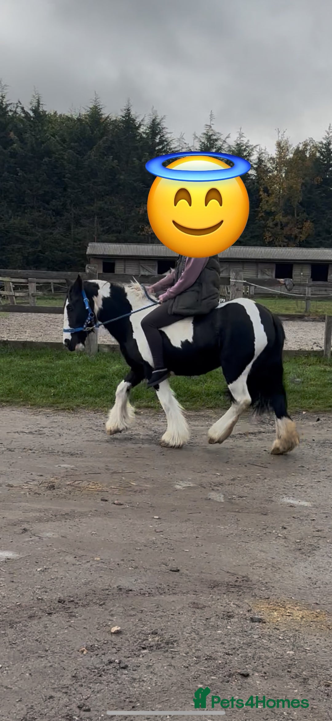 Irish Cob horses for sale: Pc pony / family ,rda lr  - Advert 7