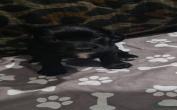 Sprocker dogs for sale: 3 Beautiful Female Sprocker puppies - Image 3