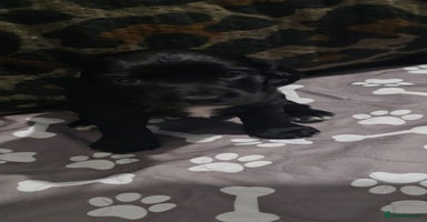 Sprocker dogs - Advert 11
