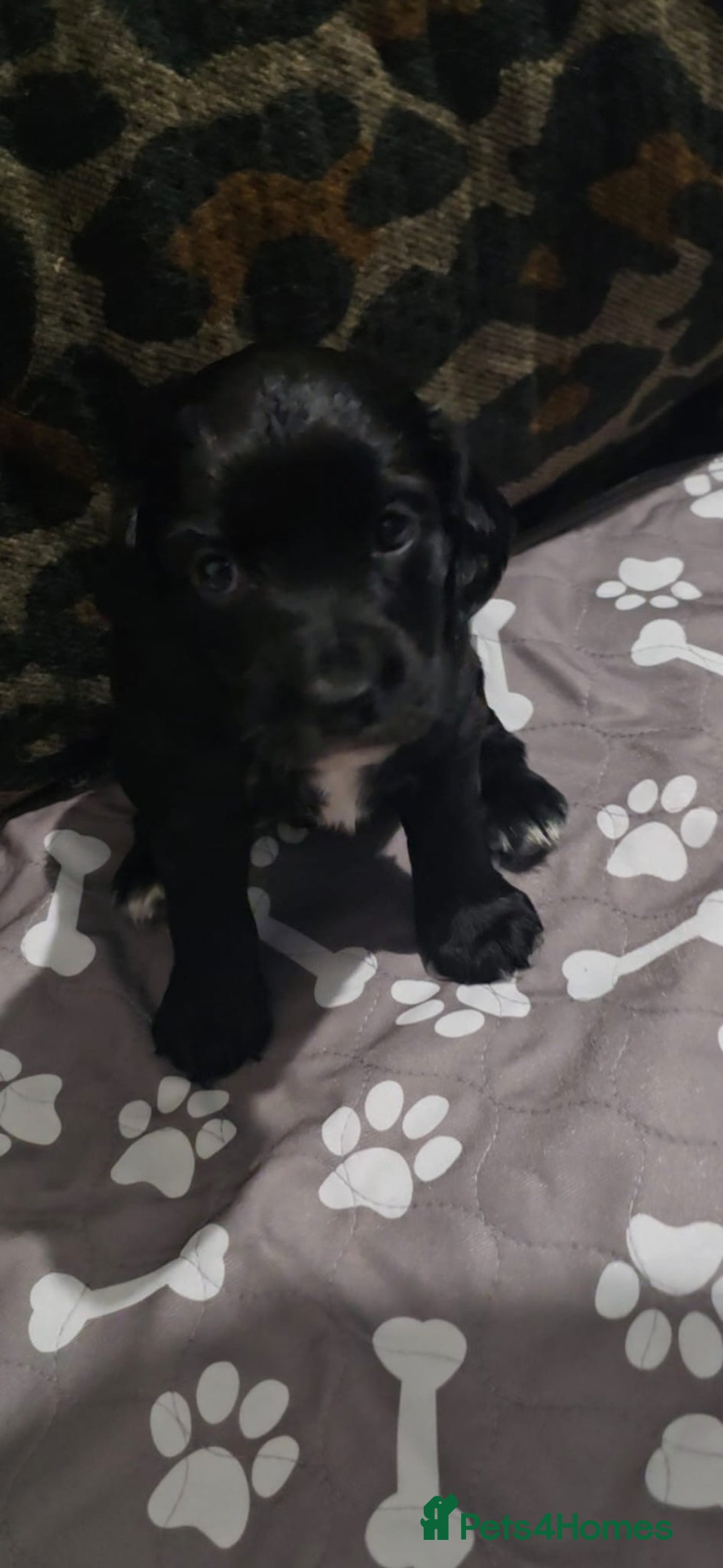 Sprocker dogs for sale: 3 Beautiful Female Sprocker puppies - Image 3