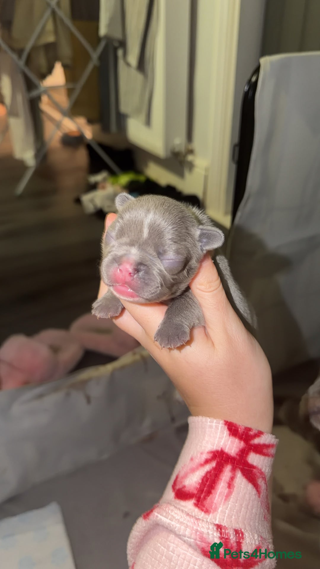 French Bulldog dogs for sale: Gorgeous Lilac, Pink Isabella, & Blue Frenchies - Advert 12