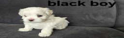Maltese dogs for sale: ⭐️KC registered Maltese puppies⭐️ - Advert 29
