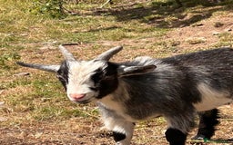 Goats livestock for sale: One Pygmy Male for Sale - Image 1