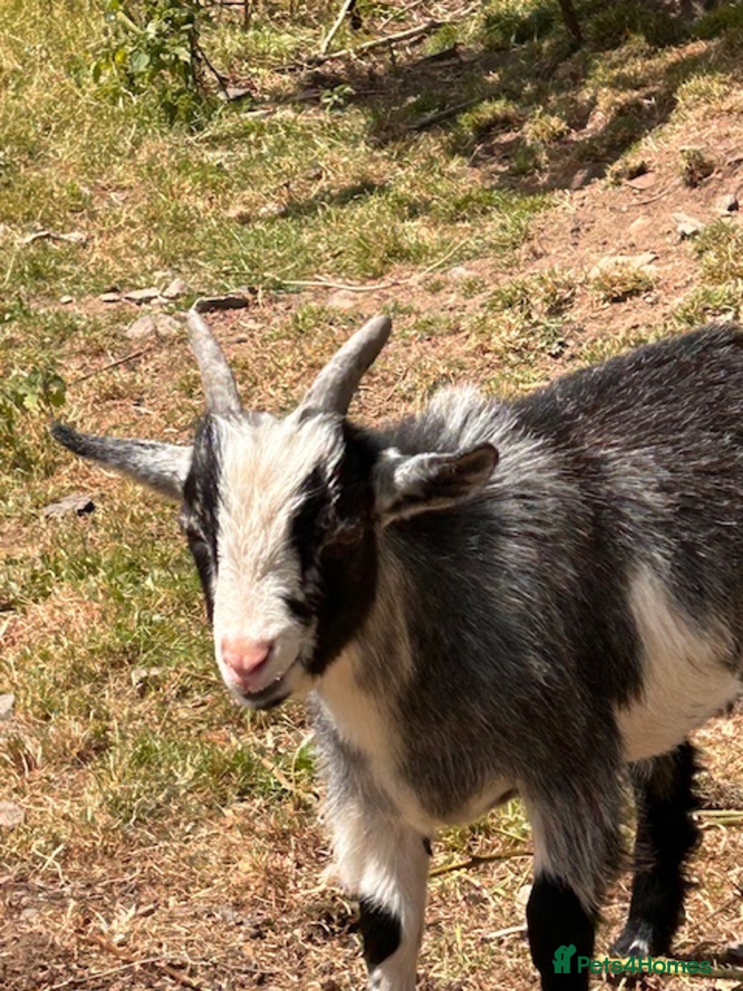 Goats livestock for sale: One Pygmy Male for Sale - Image 1