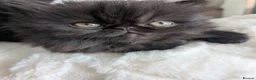 Exotic cats for sale: Beautiful exotic kittens - Advert 1