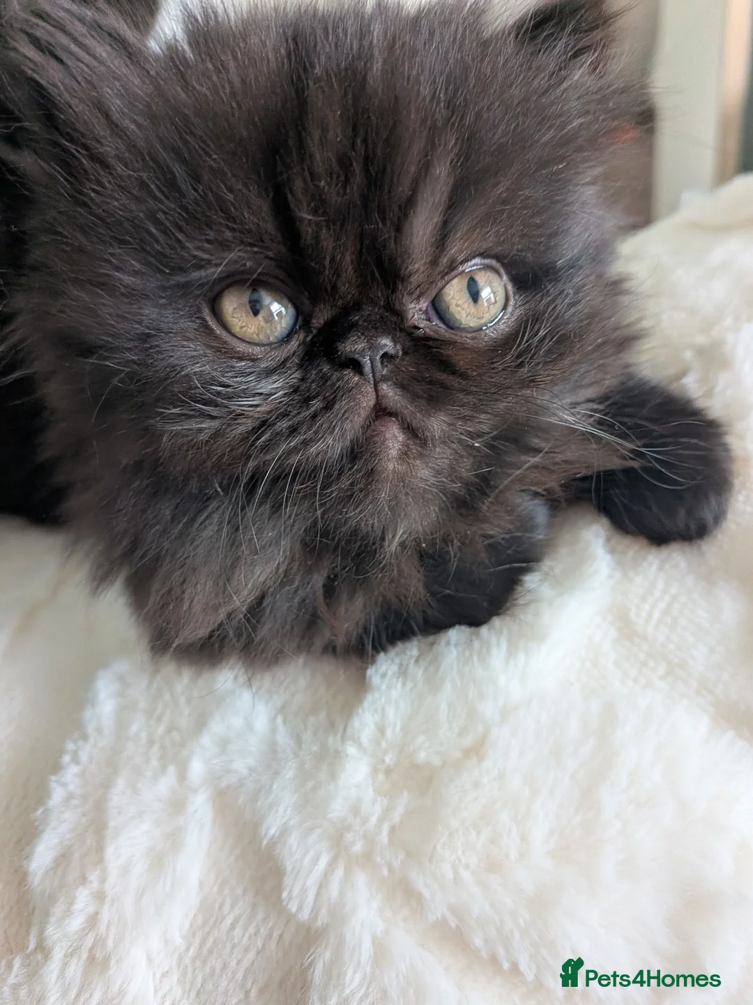 Exotic cats for sale: Beautiful exotic kittens - Advert 1