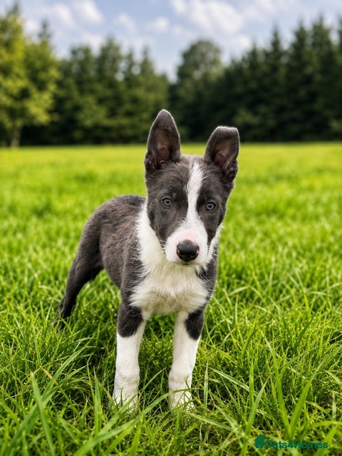 Border Collie dogs Grey and white collie pups  - Advert 2