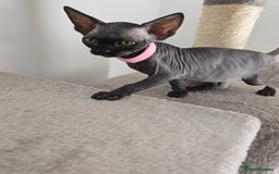 Sphynx cats for sale: TICA registered Canadian sphynx  - Image 4