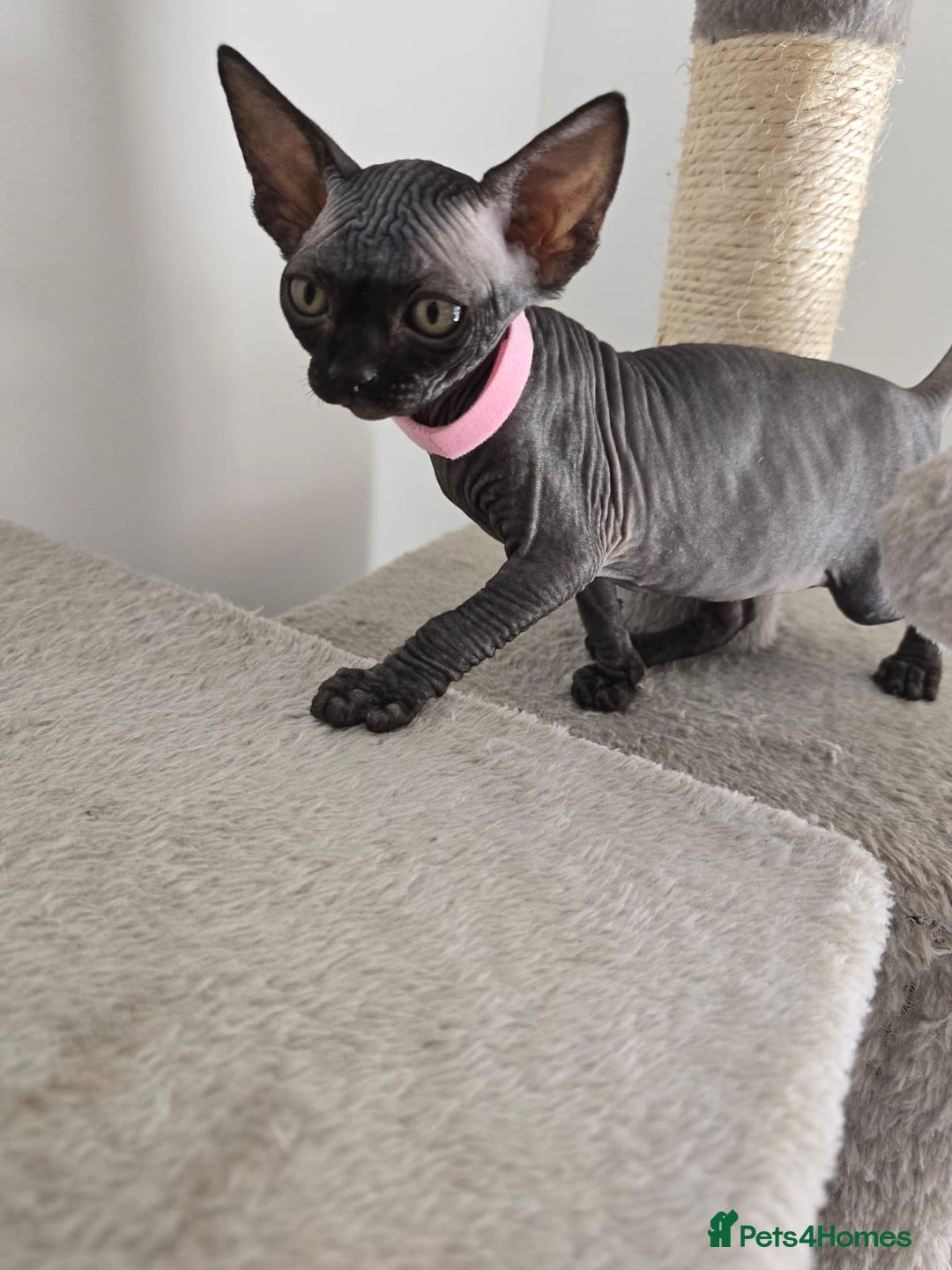 Sphynx cats for sale: TICA registered Canadian sphynx  - Image 4