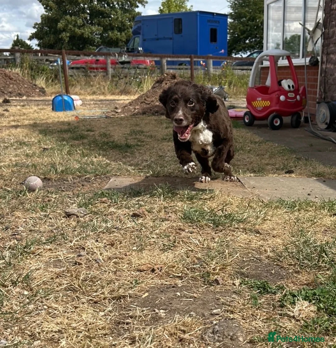 Cocker Spaniel dogs for sale: Choccy - Advert 2