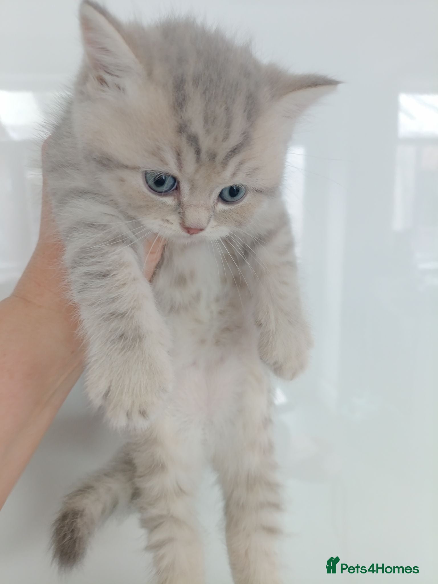 British Shorthair cats British Shorthair kittens  - Advert 1
