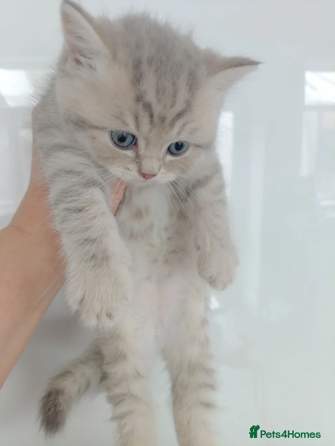 British Shorthair cats for sale: British Shorthair kittens  - Advert 1