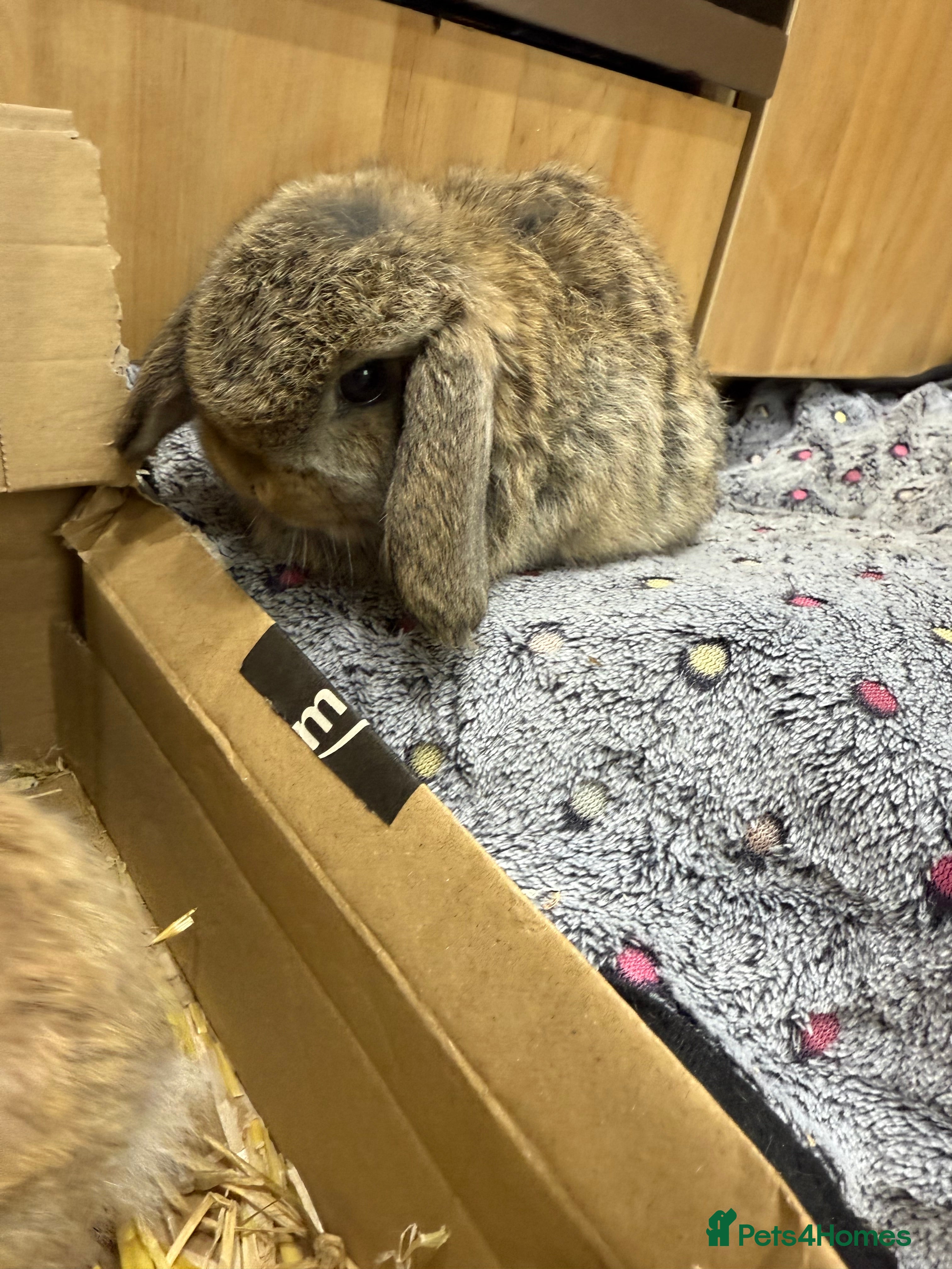 Mini Lop rabbits 2 LEFT READY TO GO - Advert 14