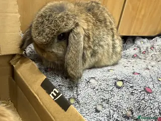 Mini Lop rabbits 2 LEFT READY TO GO - Advert 14