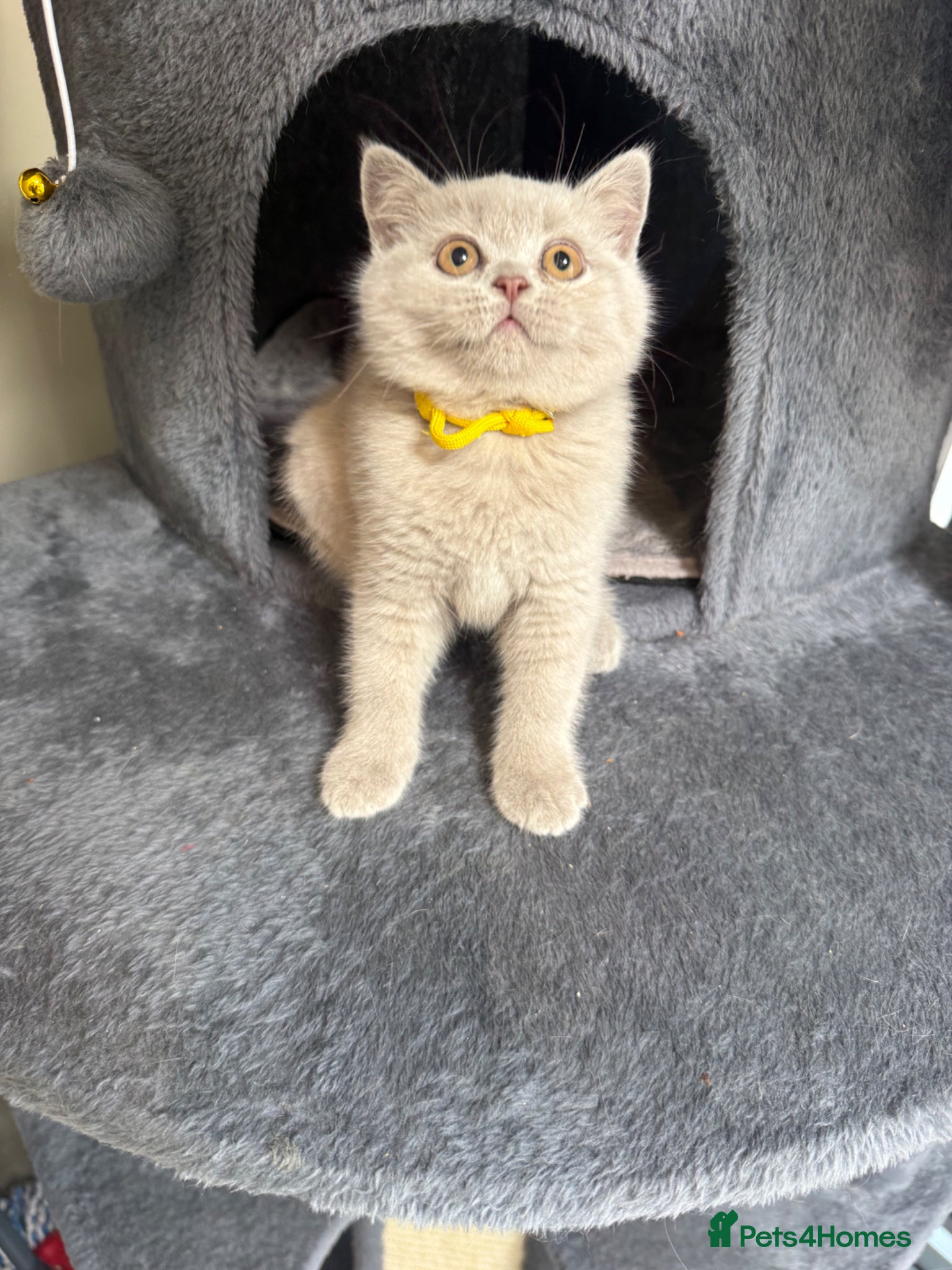 British Shorthair cats Supreme Champion Line British Shorthair Kittens - Advert 2