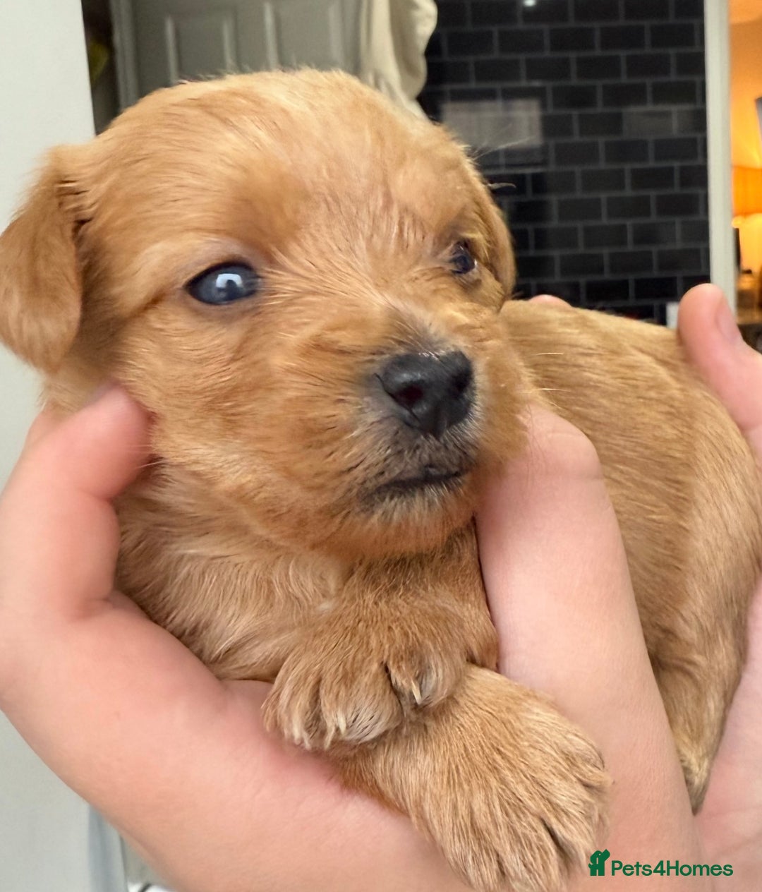 Yorkshire Terrier dogs for sale: Full breed yorkshire terrier puppies - Image 3