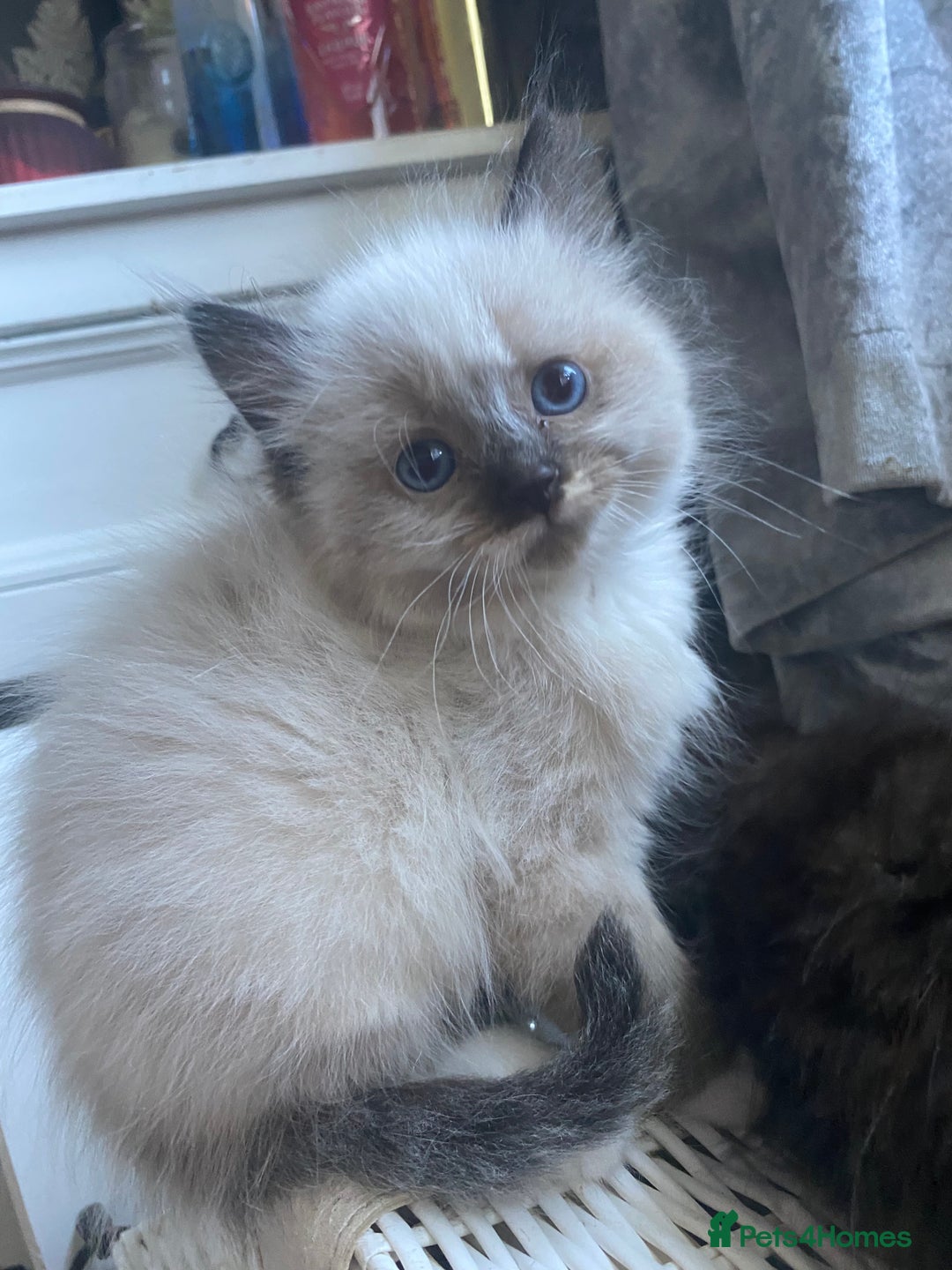 Ragdoll cats for sale: stunning ragdoll kittens - Image 2