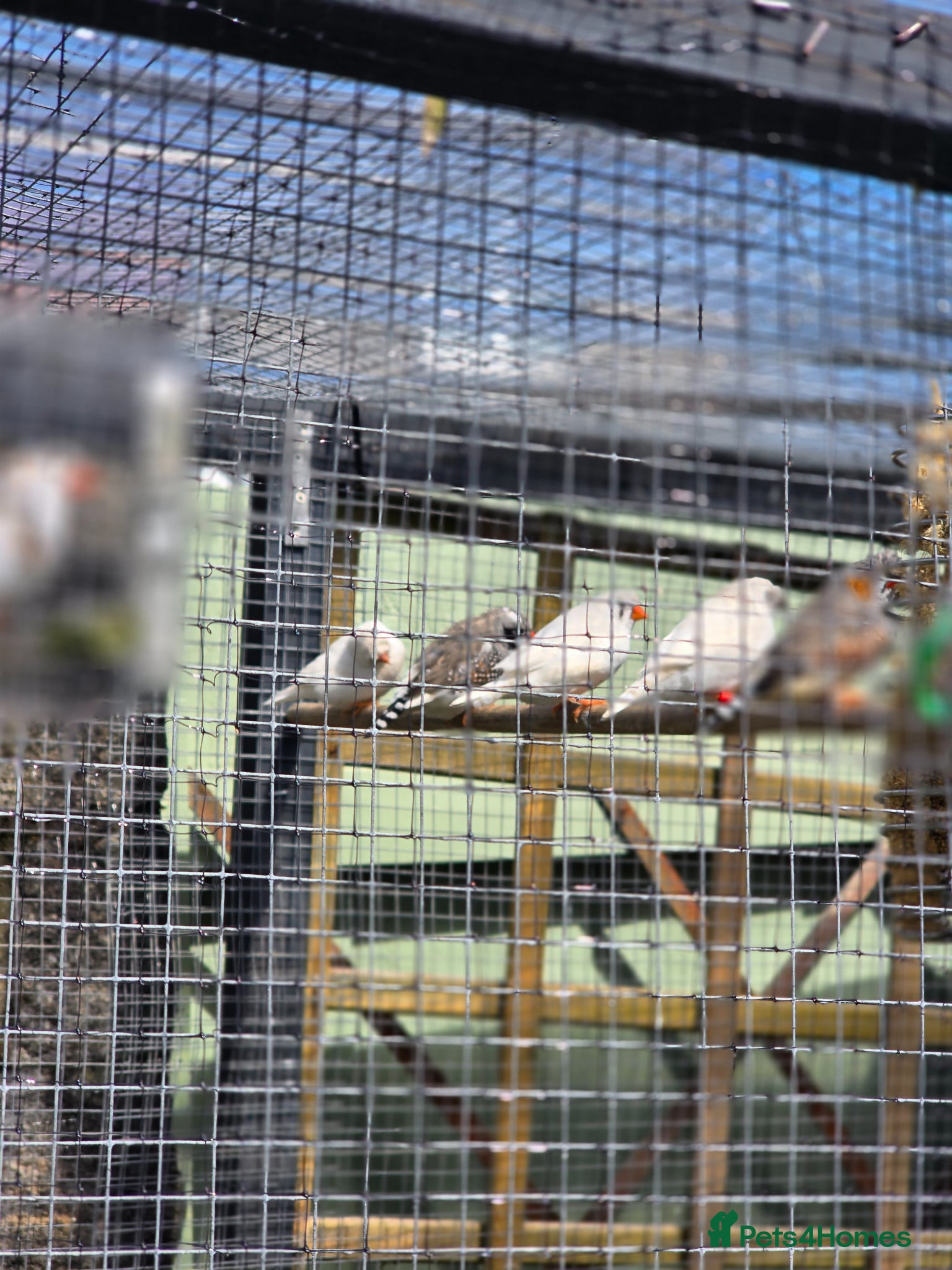 Finches birds for sale: Zebra Finches  in Bridgend - Advert 1